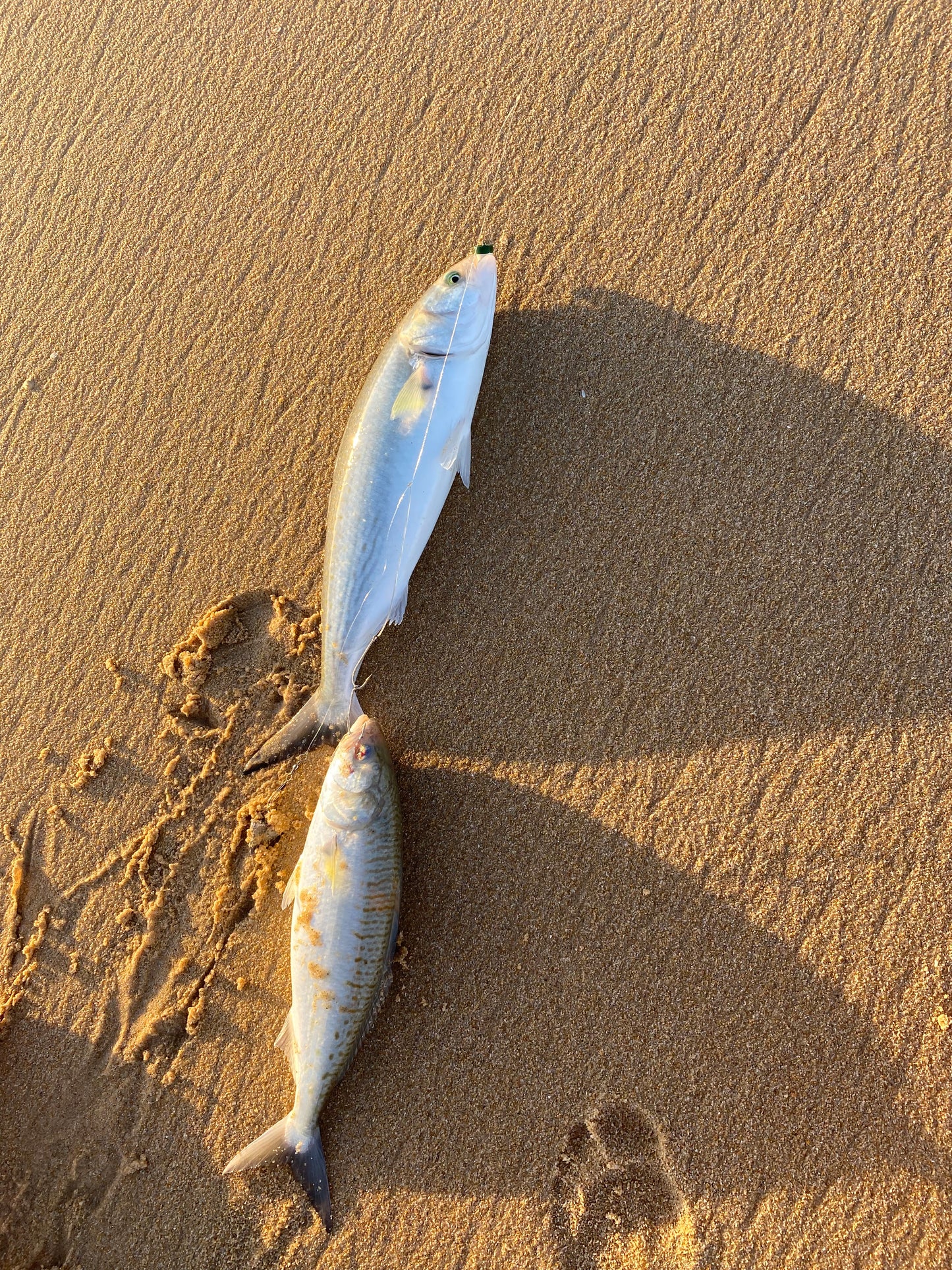 Surf Popper Rig