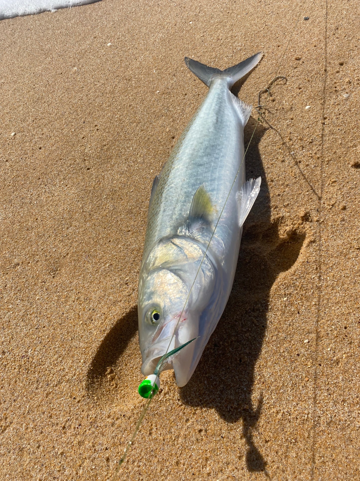Surf Popper Rig