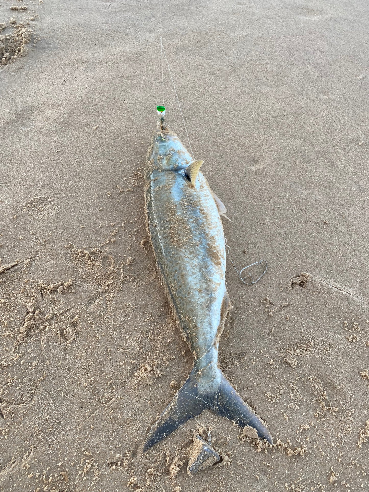 Surf Popper Rig