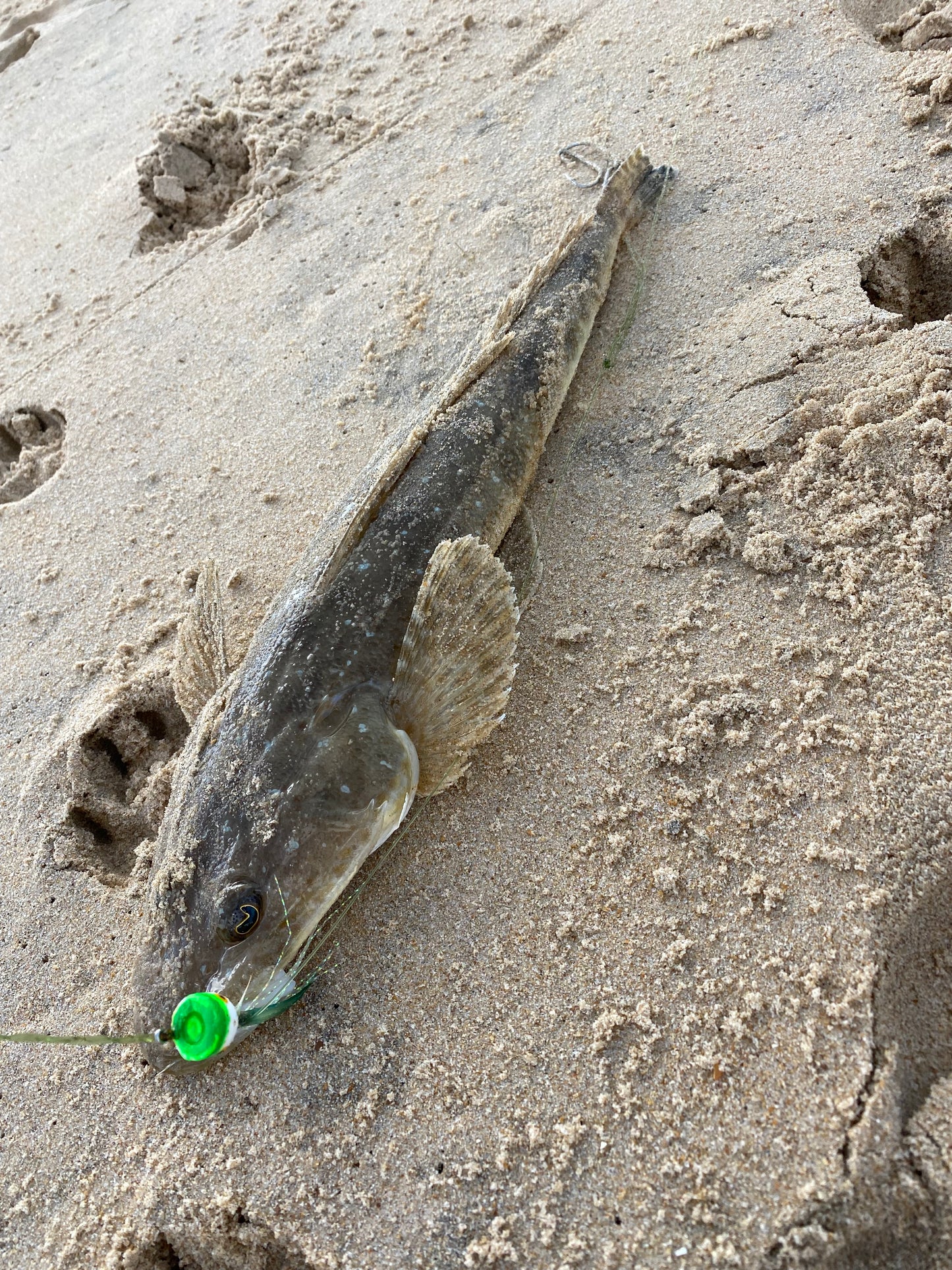 Surf Popper Rig