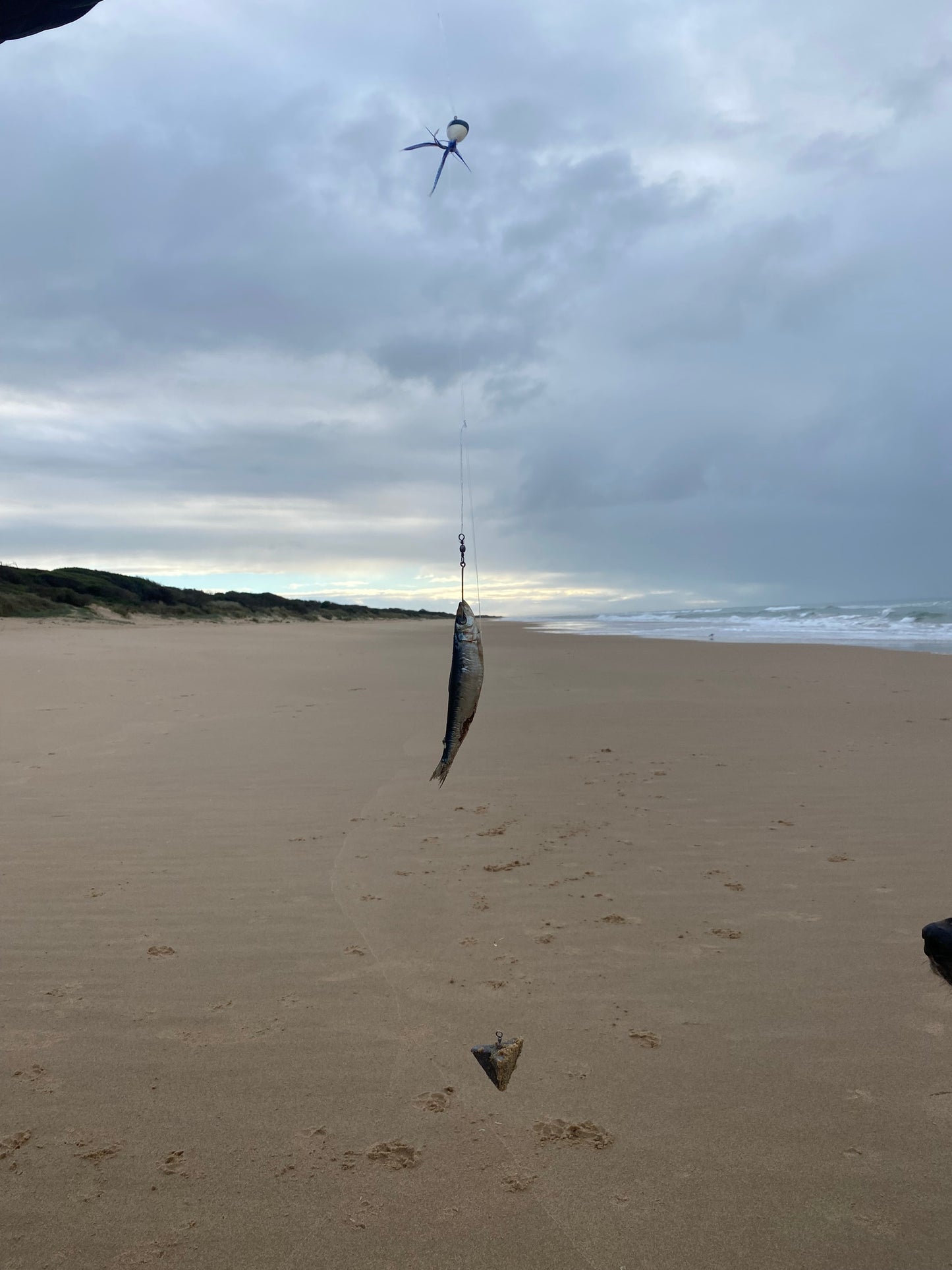 Surf Popper Rig