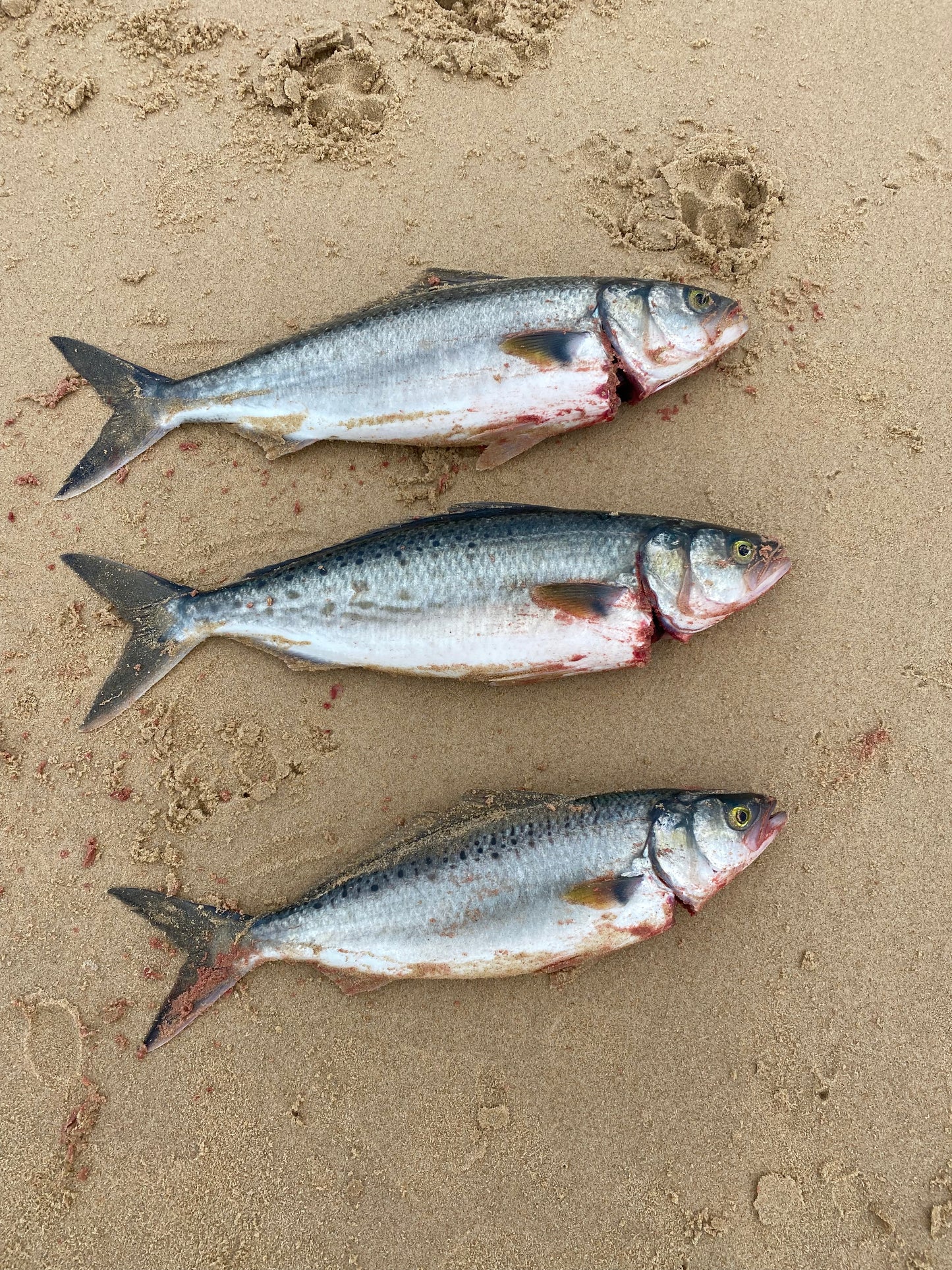 Surf Fishing Rig Pack