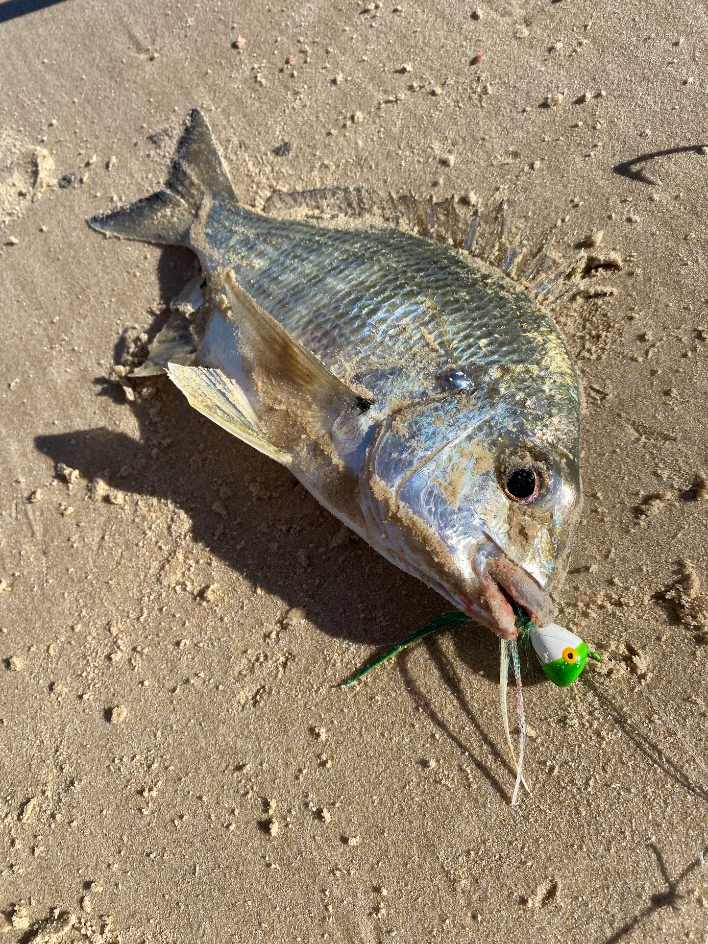 Surf Popper Rig