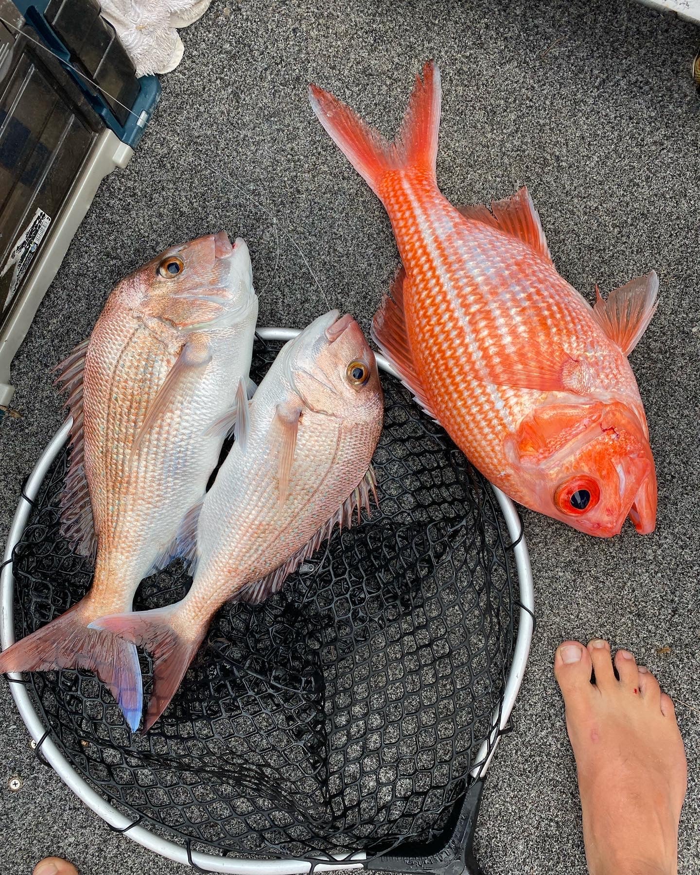 Real McCoy Fishing Reef Rig - Fishing Tackle