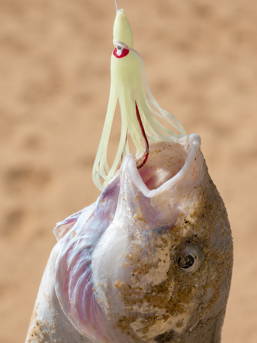 Surf Squid Rig