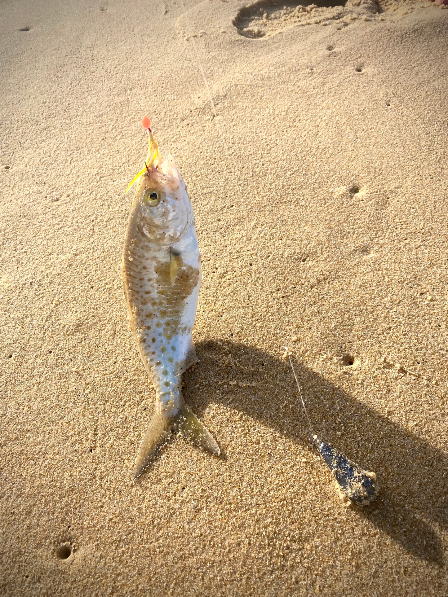 Beach Rigs
