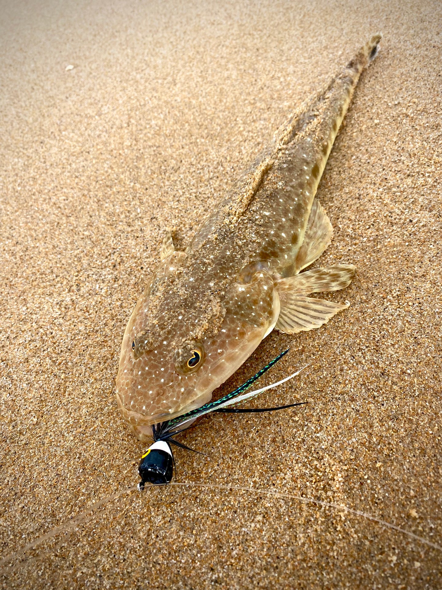 Surf Popper Rig