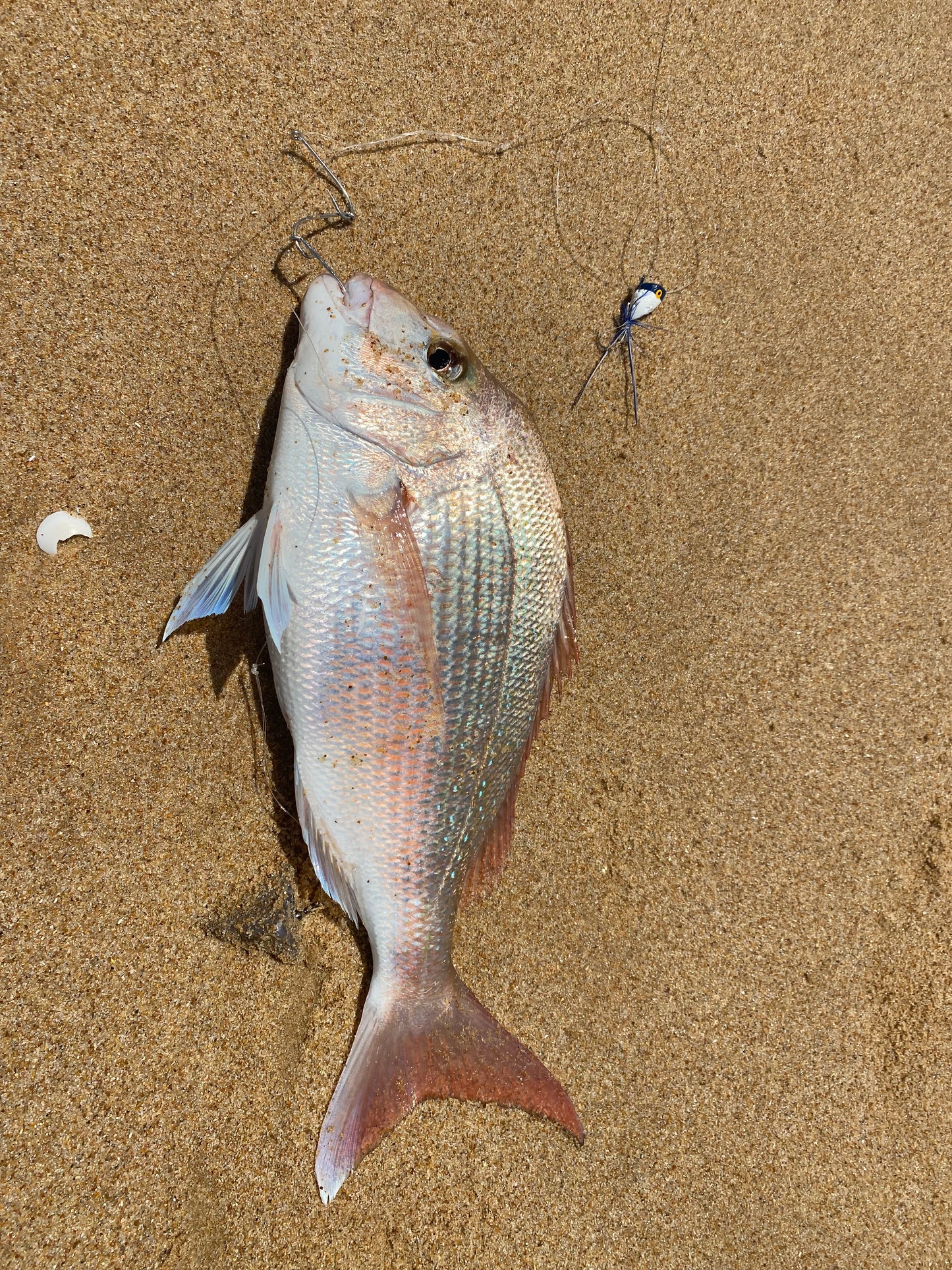 Surf Popper Rig